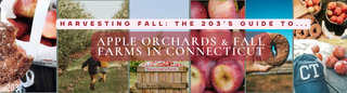 The Best Apple Picking In Connecticut- A Local Guide To CT Apple Orchards